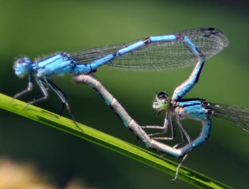 Enallagma cyathigerum